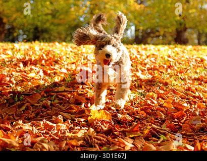 Cookie der Kakapohund läuft in den goldenen Blättern, nachdem starke Winde sie am 24. Oktober von den Bäumen in Peterborough, Cambridgeshire, wehten Stockfoto