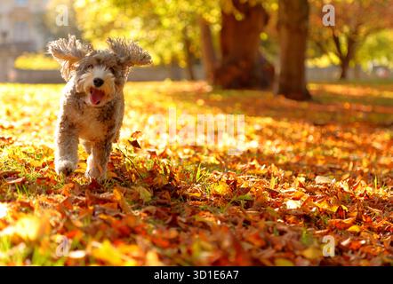 Cookie der Kakapohund läuft in den goldenen Blättern, nachdem starke Winde sie am 24. Oktober von den Bäumen in Peterborough, Cambridgeshire, wehten Stockfoto