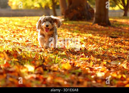Cookie der Kakapohund läuft in den goldenen Blättern, nachdem starke Winde sie am 24. Oktober von den Bäumen in Peterborough, Cambridgeshire, wehten Stockfoto