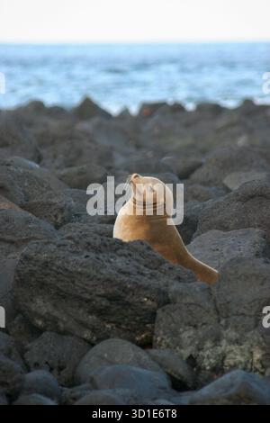 Kuriose Galapagos Seelöwen-Welpen posieren auf Black Volcanic Rocks Stockfoto