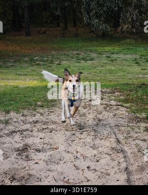 Hund läuft im Park. Hund, der über Sandgrube läuft und in Richtung Kamera läuft, grüne Bäume im Hintergrund. Stockfoto