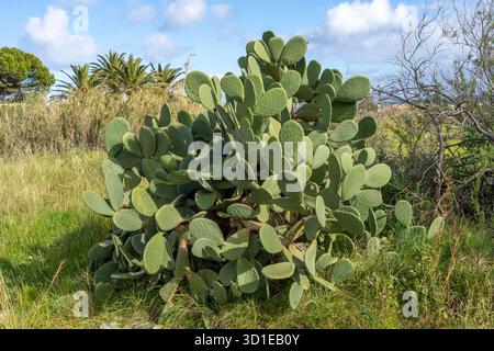 Große wilde Opuntien oder Feigenkaktus oder Birnenkaktus, die in freier Wildbahn wachsen Stockfoto