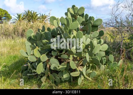 Große wilde Opuntien oder Feigenkaktus oder Birnenkaktus, die in freier Wildbahn wachsen Stockfoto