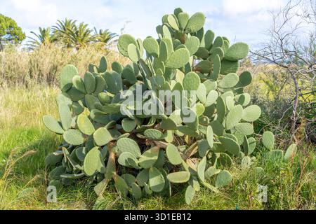 Große wilde Opuntien oder Feigenkaktus oder Birnenkaktus, die in freier Wildbahn wachsen Stockfoto