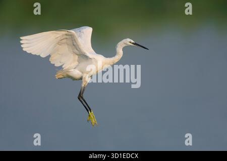 Kleiner Reiher (Egretta garzetta), ausgehend vom Wasser, Italien, Toskana Stockfoto