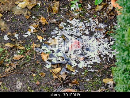 sparrowhawk, Eurasischer sparrowhawk (Accipiter nisus), Überreste einer Taube, die von einem sparrowhawk getötet wurde, Deutschland, Hessen Stockfoto
