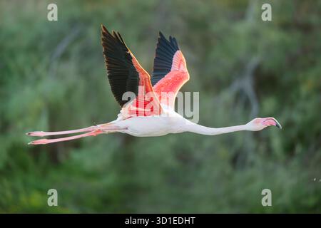 Großflamingo (Phoenicopterus roseus, Phoenicopterus ruber roseus), im Flug, Frankreich, Provence, Parc naturel Regional de Camargue Stockfoto