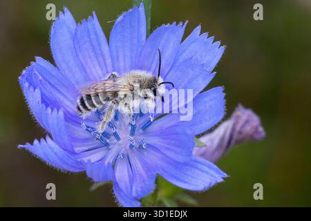 Pantaloon Bee (Dasypoda altercator, Dasypoda plumipes, Dasypoda hirtipes), männlicher Besuch einer Zichorienblume, Deutschland Stockfoto