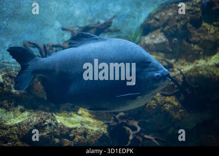 Colossoma macropomum ist eine Art von Süßwasser-Rochenflossen-Fischen aus der Unterfamilie Serrasalminae, der Familie Characidae, der einzigen Art der Gattung C Stockfoto