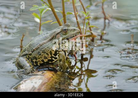 Europäischer Speisefrosch, gewöhnlicher Speisefrosch (Rana kl. Esculenta, Rana esculenta, Pelophylax esculentus), essen einen kleinen Fisch, die Schwanzflosse ragt heraus Stockfoto