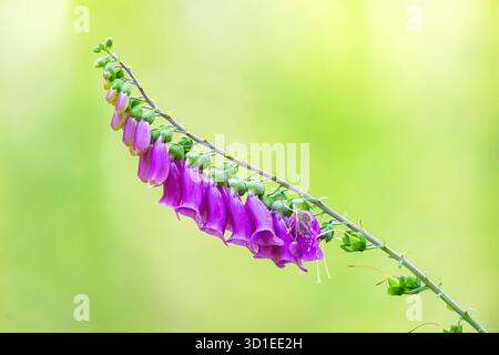Gewöhnlicher Fuchshandschuh, violetter Fuchshandschuh (Digitalis purea), Blütenstand, Deutschland, Hessen Stockfoto