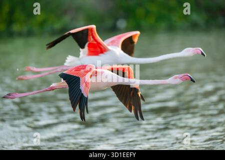 Großer Flamingo (Phoenicopterus roseus, Phoenicopterus ruber roseus), zwei große Flamingos, die zusammen über das Wasser fliegen, Frankreich, Provence, Parc na Stockfoto