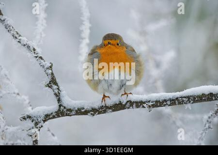 Europäischer robin (Erithacus rubecula), auf einem schneebedeckten Zweig, Deutschland, Bayern Stockfoto