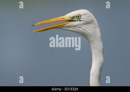 Reiher, Weißreiher (Egretta alba, Casmerodius albus, Ardea alba), Porträt, Ruf, Italien, Toskana Stockfoto
