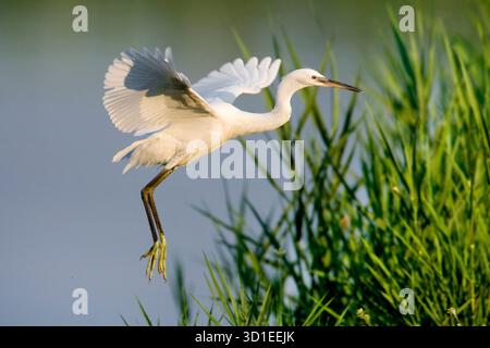 Kleiner Reiher (Egretta garzetta), ausgehend vom Wasser, Italien, Toskana Stockfoto