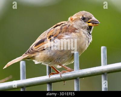 Haussperling (Passer domesticus), Weibchen, das auf einem Zaun mit Futter im Schein steht, Deutschland Stockfoto