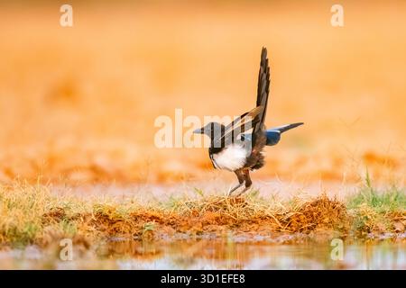 Eurasische Elster, gemeine Elster (Pica pica), stehend auf einem Feld mit ausgestreckten Flügeln und erhöhten Schwanzfedern, Spanien, Aragon, Belchite Stockfoto