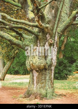 Kupferbuche, Purple-blättrige Buche (Fagus sylvatica var. Purpurea, Fagus sylvatica 'Atropunicea', Fagus sylvatica Atropunicea), alter Baum in Warnemünde Stockfoto