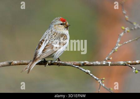 arktis-Rotpoll, Horen-Rotpoll (Carduelis hornemanni, Acanthis hornemanni), sitzend auf einem Ast, Finnland, Lappland, Inari Stockfoto