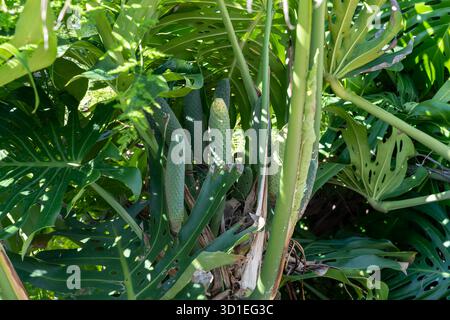 Grüne Schweizer Käsepflanze (Monstera deliciosa) mit Früchten Stockfoto