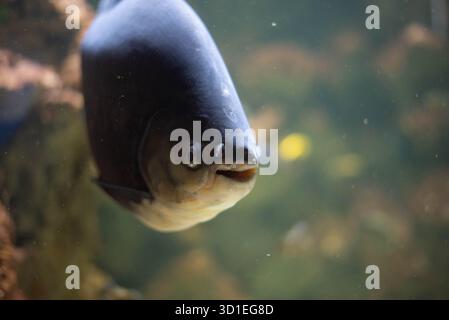 Colossoma macropomum ist eine Art von Süßwasser-Rochenflossen-Fischen aus der Unterfamilie Serrasalminae, der Familie Characidae, der einzigen Art der Gattung C Stockfoto