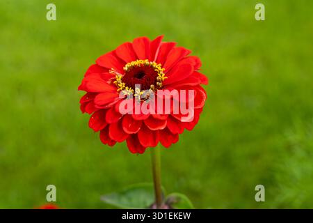 Rote Blume der Zinkina (Zinnia elegans) Stockfoto