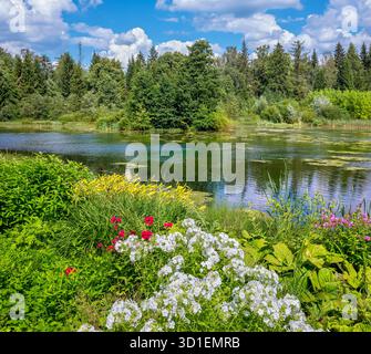 Blumen am Ufer des Allikajarv-Sees. Janeda Village, Estland Stockfoto