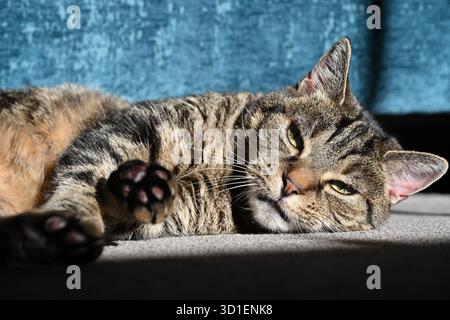 Eine Katze, die sich in der Sonne entspannt Stockfoto