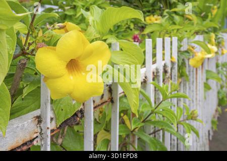 Eine hellgelbe große Blume der Allamanda Cathartica oder goldenen Trompete wächst vor einem rostigen weißen Pflückzaun aus nächster Nähe, Entre-Deux, Stockfoto
