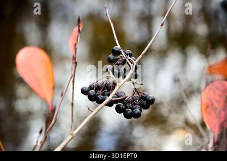 Aronia melanocarpa oder schwarze Aronia mit Herbstlaub in einer natürlichen Umgebung, Nahaufnahme eines Zweiges mit Beeren und Blättern. Stockfoto