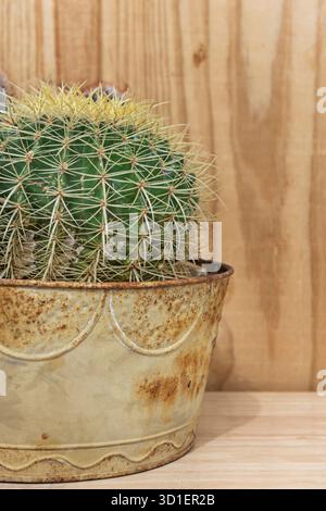 Fasskaktus mit spiralförmig gerippten Stielen und perfekten geometrischen Mustern und reinweißen Radialstacheln Stockfoto