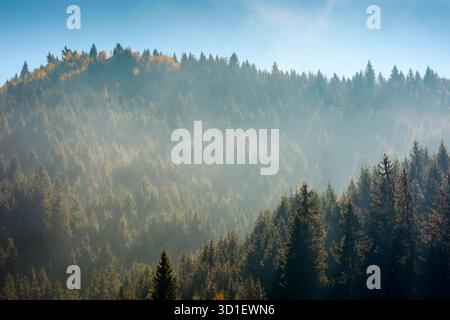 Tannenwald im Nebel. nebelige Landschaft mit Nadelbäumen. Geheimnisvoller Vormittagshintergrund in den Bergen. Kalte Herbstwettervorhersage in karpaten. Stockfoto