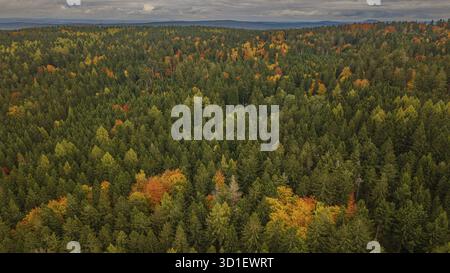 Im Herbstwald sind die Bäume in verschiedenen Farben gekleidet. Die Blätter zeigen ein Spektrum von Grün, Gelb und Orange. Die Landschaft dehnt sich aus Stockfoto