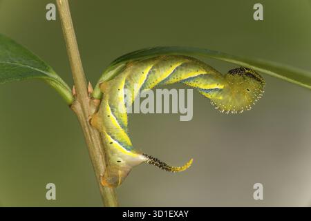 Raupe der Schädelherde (Acherontia atropos) im Entwicklungsstadium L3, Wallis, Schweiz Stockfoto
