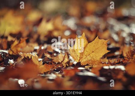 Nahaufnahme von Herbstblättern in Orange- und Brauntönen, die auf dem Boden verstreut sind. Polen, Posen Stockfoto