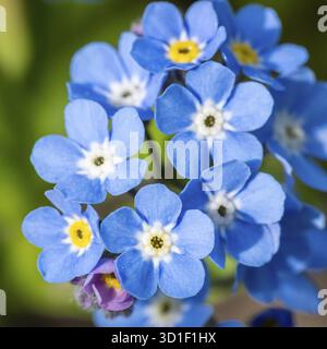 Myosotis alpestris oder Alpine Vergiss mich nicht Blumen Blumen Stockfoto
