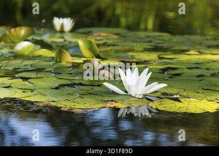 Weiße Lilie auf einem Wasser schwimmen Stockfoto