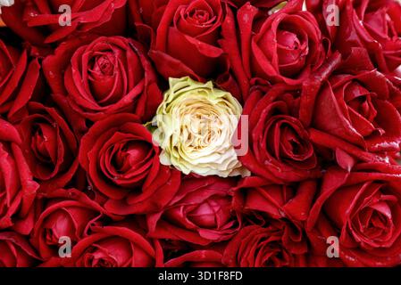 Leuchtende rote Rosen mit einer einzigartigen kontrastierenden weißen Rose in voller Blüte Stockfoto