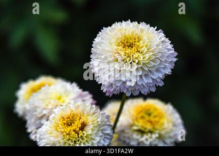 Nahaufnahme von weißen und gelben Chrysanthemen in weichem natürlichem Licht Stockfoto
