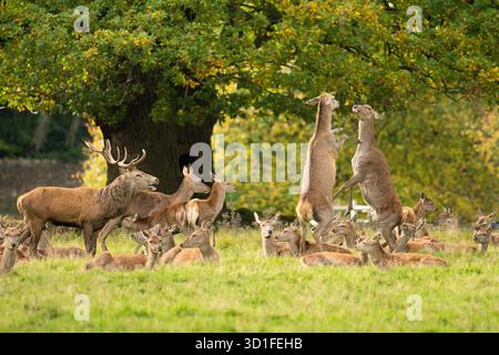Weibliche Rotwild, die auf Hinterbeinen stehen, kämpfen um soziale Dominanz innerhalb ihrer Herde - Studley Royal Deer Park, Ripon, Yorkshire, Vereinigtes Königreich Stockfoto