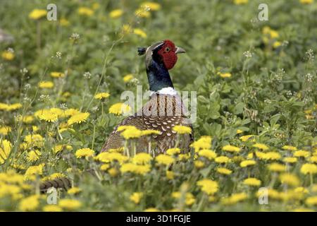 Fasan (Phasianus colchicus) Vögel, Fasan auf Löwenzahnwiesen. Seewinkel Burgenland, Österreich, Burgenland, Österreich/Österreich Stockfoto