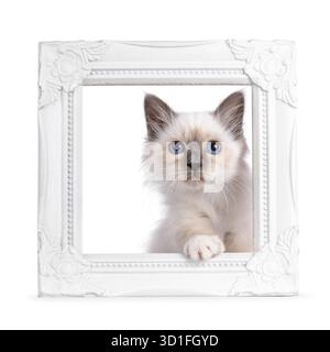 Niedliches heiliges Birman-Katzenkätzchen, das im weißen Bilderrahmen sitzt. Blick auf die Kamera. Isoliert auf weißem Hintergrund Stockfoto