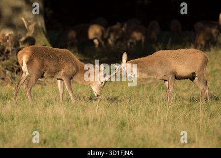 Junge Hirsche spielen Kämpfe, Studley Royal Deer Park, North Yorkshire Stockfoto