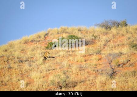 Afrikanischer Löwe (Panthera leo), der an einer Düne in einer Wüstenlandschaft mit blauem Himmel liegt, Kgalagadi Transfrontier Park, Nordkap, Südafrika. Stockfoto