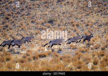Oryx (Oryx gazelle) oder Gemsbok Herde, die in einer Düne in der Wüste mit Hintergrundbeleuchtung läuft, Kgalagadi Transfrontier Park, Nordkap, Südafrika. Stockfoto