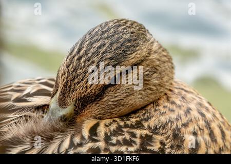 Kopf einer weiblichen Ente Stockfoto