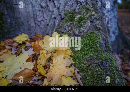 Unter einem großen Baum liegen gelbe Blätter auf grünem Moos. Der Wald zeigt helle Herbstfarben in sanftem Licht. Straubing, Niederbayern Stockfoto
