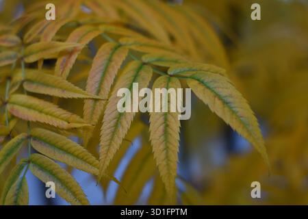 Nahaufnahme von herbstfarbenen rowan-Blättern, die gelb und grün in sanftem natürlichem Licht werden. Detailliertes Herbstlaub mit saisonalen Veränderungen in Schweden. Stockfoto