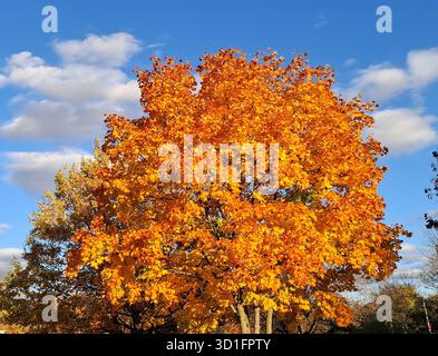 Baum in Herbstfarben an einem sonnigen Oktobertag. In Rumänien Stockfoto