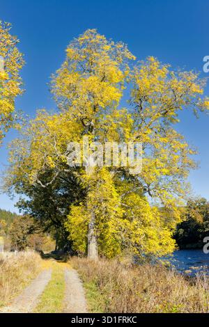 Esche Fraxinus mit gelben Blättern im Frühherbst und blauem Himmel Stockfoto